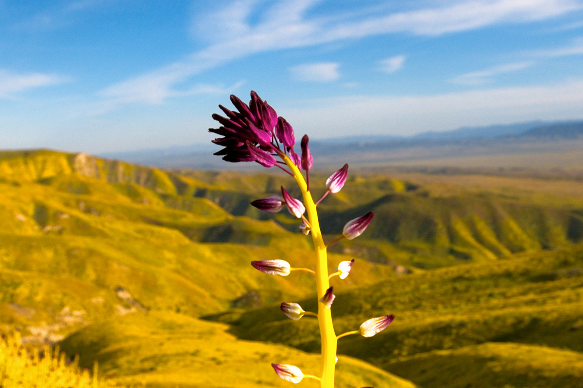 Carrizo Plain Wildflowers 2026