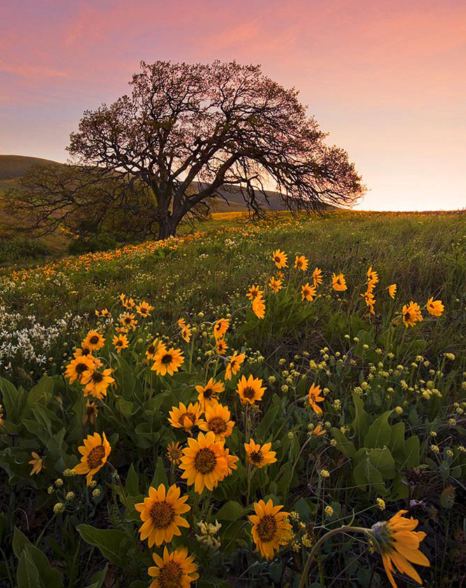 Balsamroot Sunrise Columbia Gorge