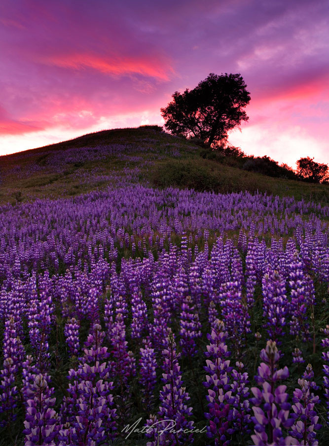 California Lupine Fields