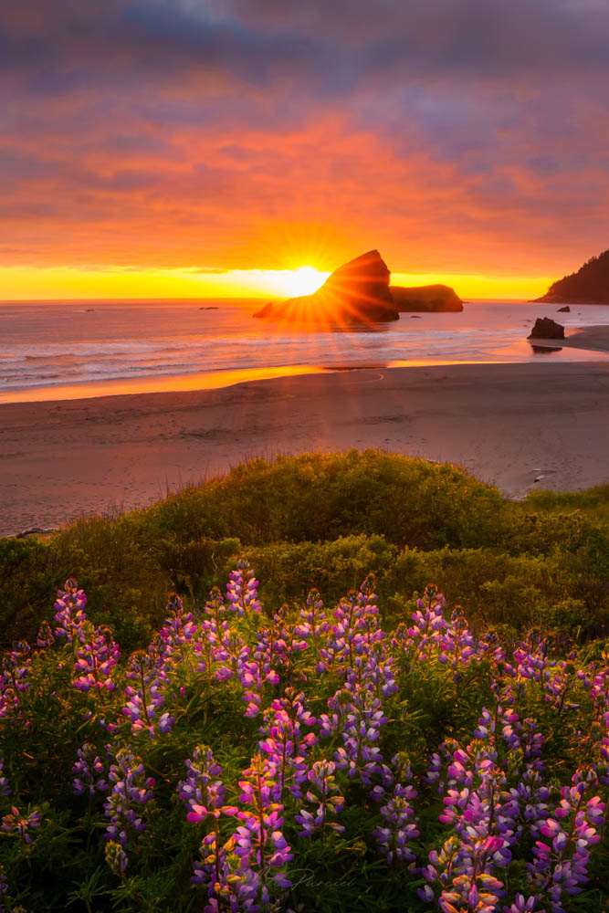 Oregon coast sunset at Pistol River with dramatic sky and lupine flowers
