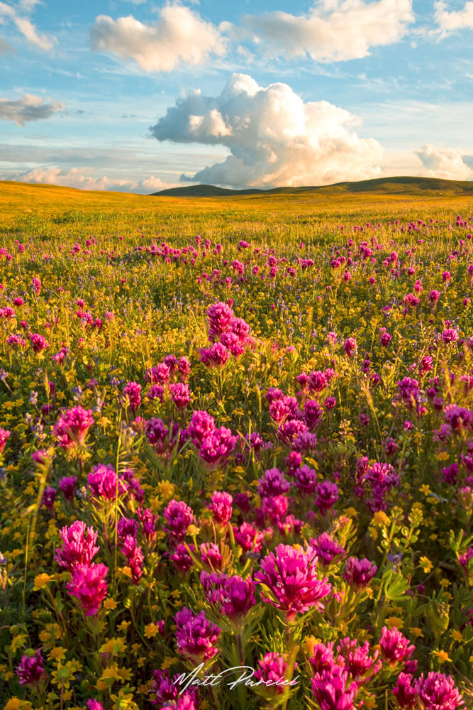Antelope Valley California Poppy Reserve � Vibrant orange poppy superbloom covering rolling hills at sunset