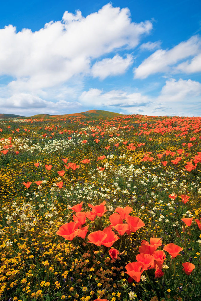 Antelope Valley Poppy Reserve � Endless rolling hills covered in vibrant orange California poppies at sunset
