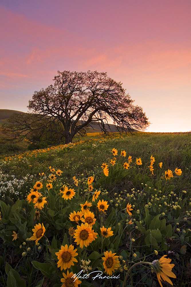 Balsamroot Sunrise Columbia Gorge - Arrowleaf balsamroot at dawn