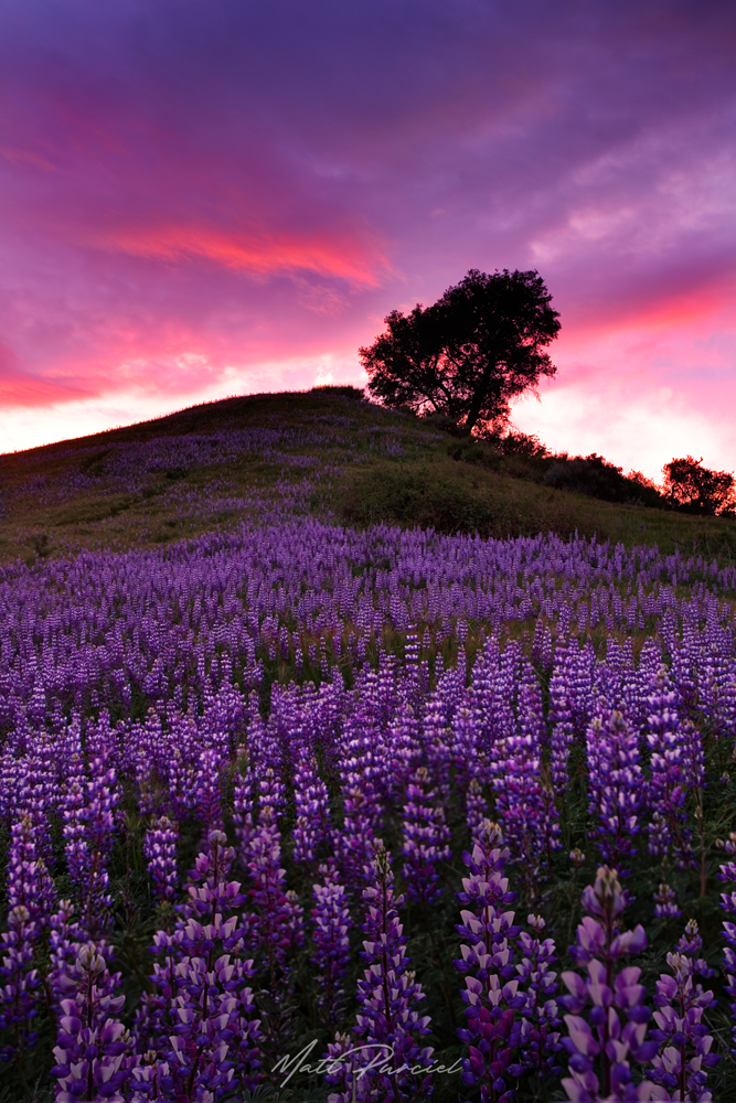 California Lupine Fields - Waves of purple lupine glowing under a blazing sunset sky in spring