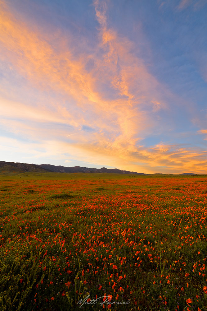 California Poppy Fields � Vast rolling hills covered in brilliant orange poppies during superbloom