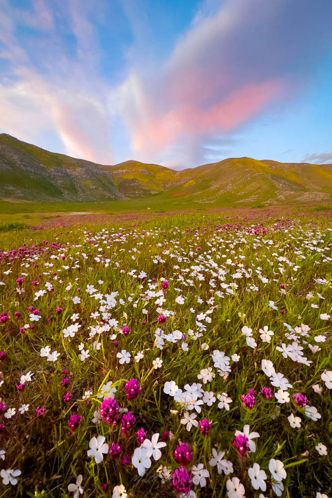 California Spring Superbloom � Fields of purple owl's clover, white popcorn flower, and orange poppies in full bloom