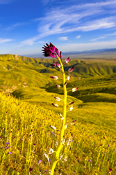 Desert candlestick blooming amid Carrizo Plain wildflowers 2026