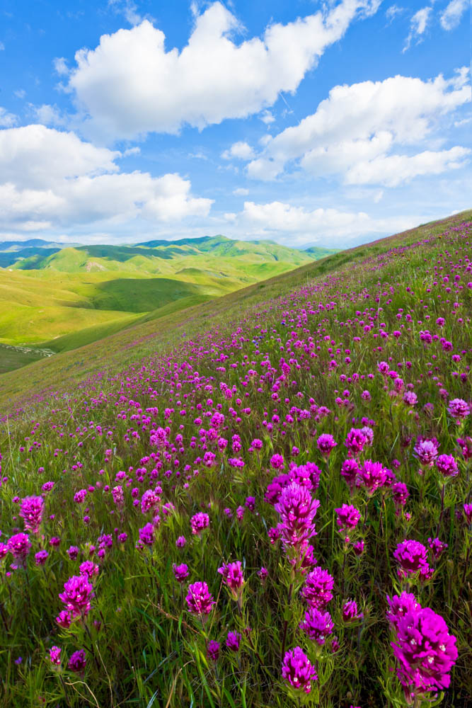 California wildflowers � rolling hills covered in vibrant purple owl's clover during spring bloom