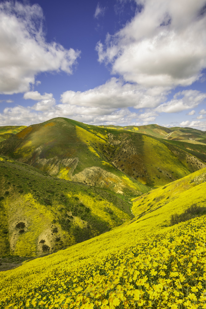 Carrizo Plain Superbloom � vast rolling hills painted yellow with hillside daisies in full 2026 bloom