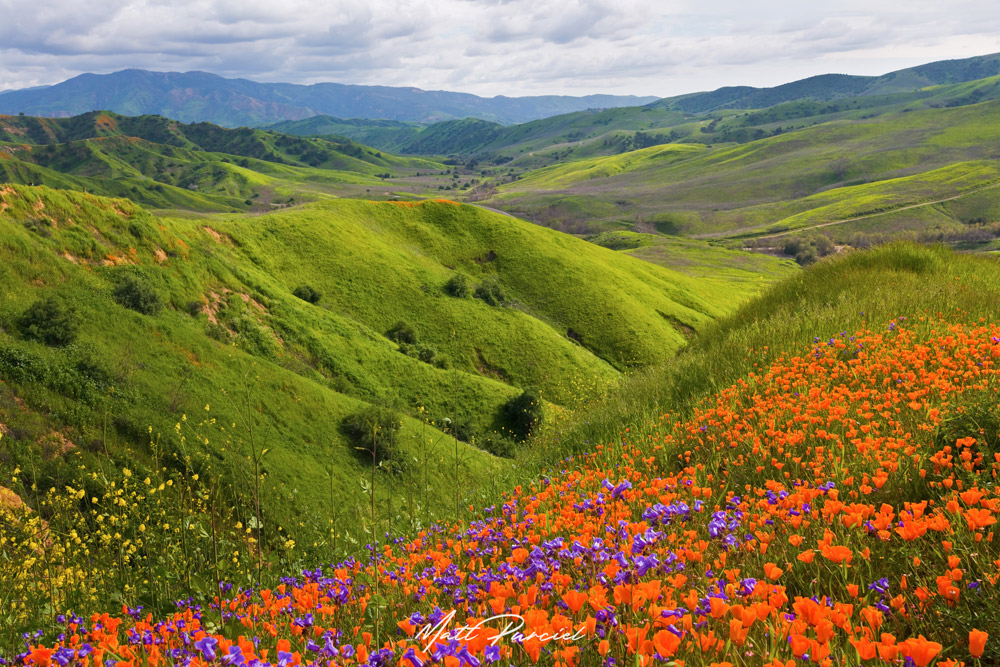 Chino Hills Wildflowers � Rolling green hills covered in bright orange California poppies during spring bloom