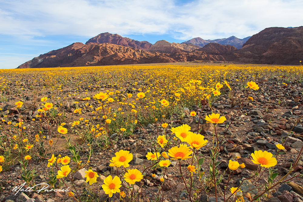 Death Valley Desert Gold Superbloom, Vast golden fields of desert gold wildflowers carpeting the desert floor near Badwater Road