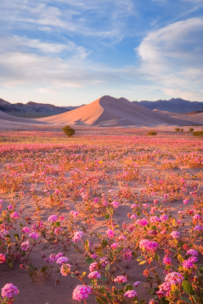 Death Valley Dunes Wildflowers, Pink sand verbena blooming along the edges of rippled sand dunes in spring