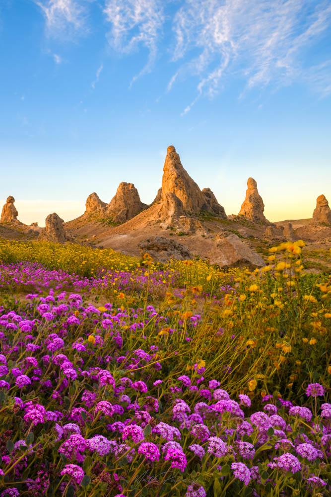 Desert California Wildflowers, Vibrant blooms across the Mojave Desert in spring, colorful patches transforming arid landscapes