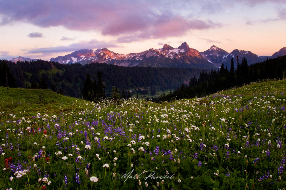 Mount Rainier Wildflowers - Sunset colors on the Tatoosh Range with alpine blooms