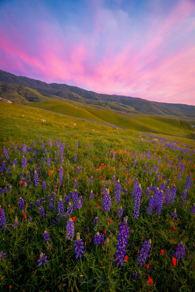 Tehachapi hills spring wildflowers � vibrant purple lupine and orange California poppies covering green valleys in Southern California 2026 bloom