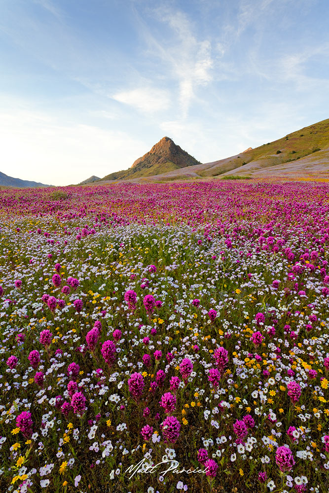 Superbloom California, Vast fields of orange poppies, purple lupine, yellow goldfields, and white popcorn flower covering hills during epic spring bloom