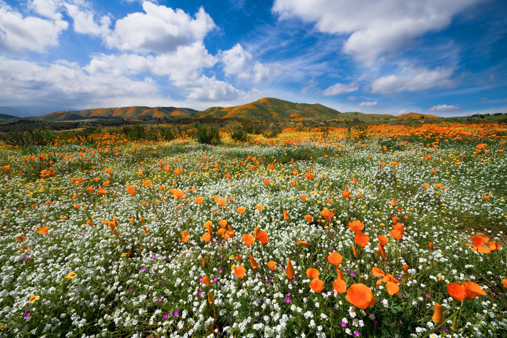 Walker Canyon Wildflowers, Vast fields of California poppies and purple lupine covering the hills and canyon in spring